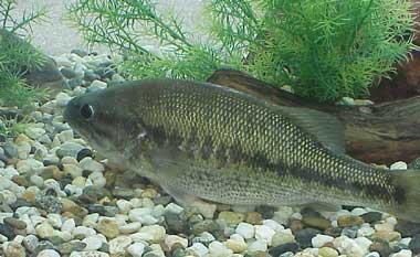 Developing a largemouth bass hybrid strain for mapping genome linkage 