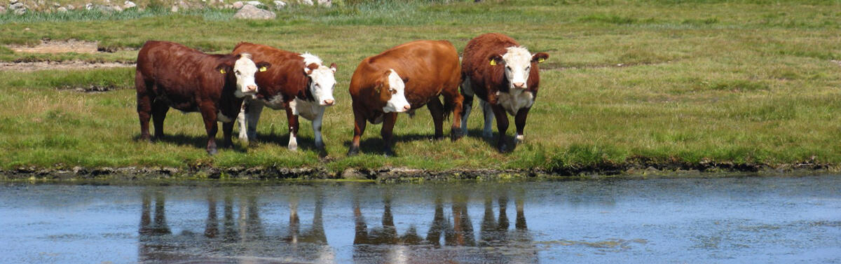 Photo of cattle near water