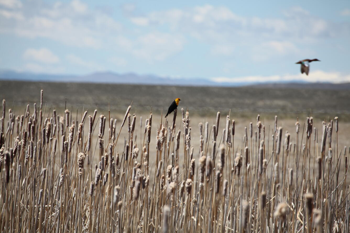 Yellow-headed blackbird and Mallard Duck at the Anderson Ranch Wetlands, May 2016