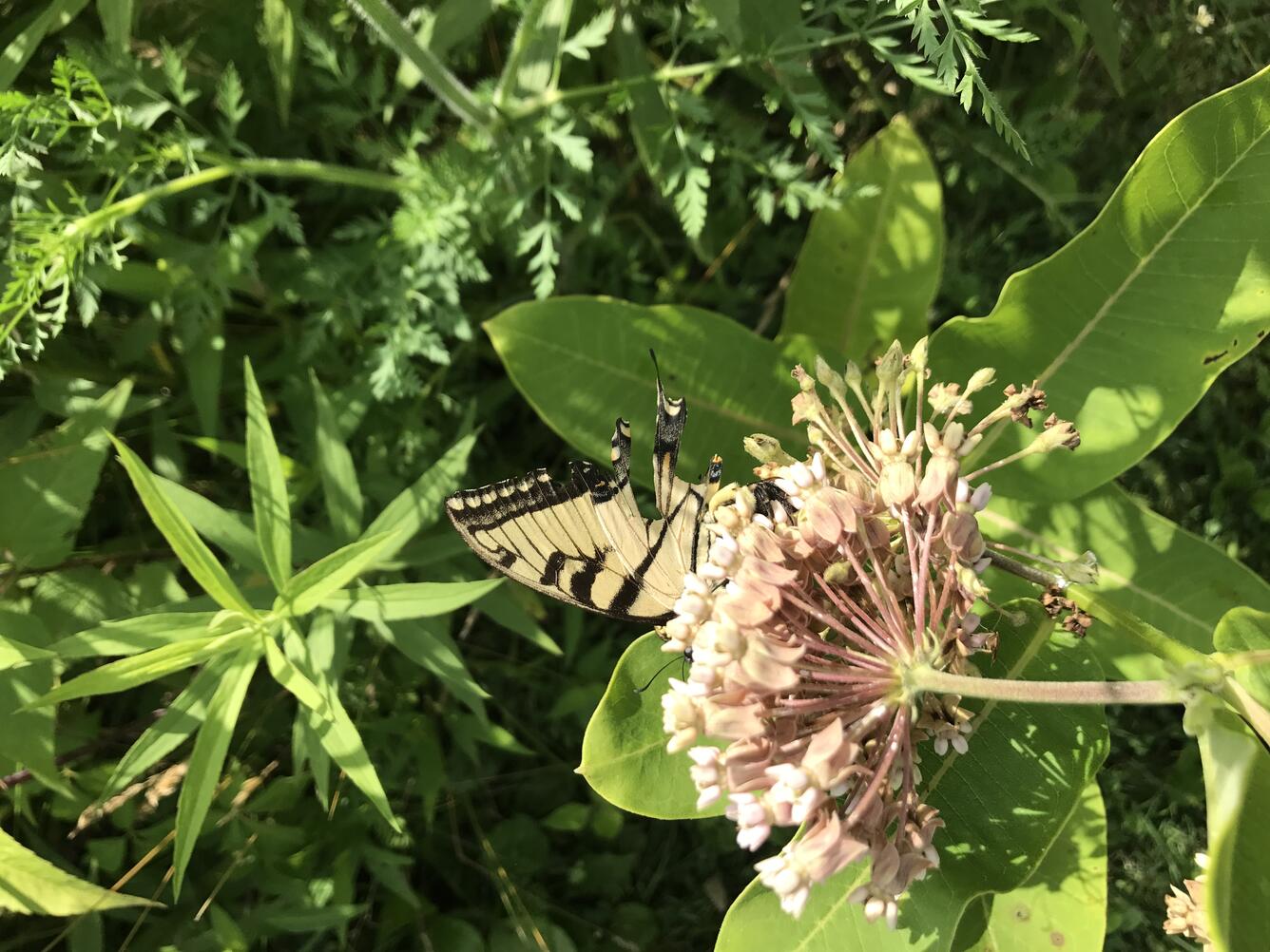 butterfly, milkweed, green, pink, plants