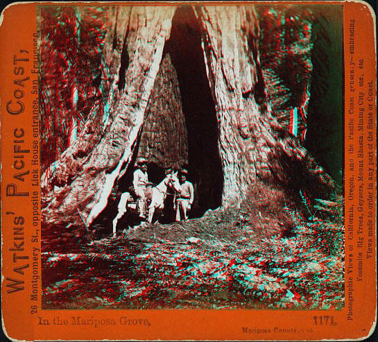 A photo of some men and a sequoia in Mariposa Grove