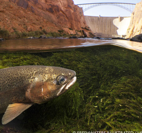 A rainbow trout swims in aquatic vegetation below the water surface in Colorado River with Glen Canyon Dam in the distance