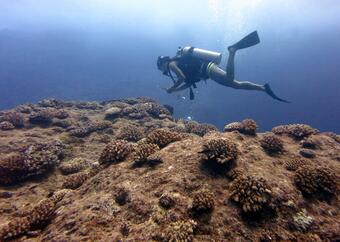Image: Divers Conducting Assessments of Reef Resilience