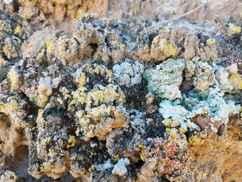 Biocrusts with lichen