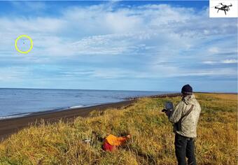 USGS biologist using survey drone to survey walrus along the shore of the eastern Chukchi Sea, Alaska