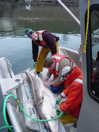 Implanting transmitter, white sturgeon