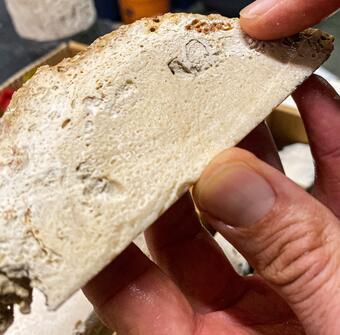 A scientist holds a piece of a coral-reef core that is over 6,000 years old