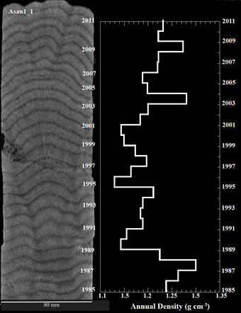Computerized tomography image of a coral core section next to its corresponding plot of annual density values.