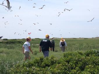 USGS scientists walk through a tern colony USGS scientists walk through a tern colony 