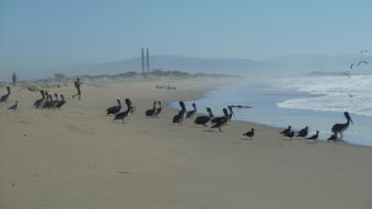 Pelicans and seagulls stand on beach looking disinterested, while a man nearby walks along the beach toward the water.
