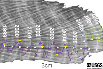  annual density bands in a coral sample