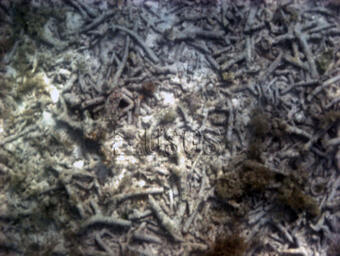 ATRIS photo of coral rubble