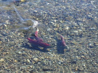 Sockeye salmon spawning in Grand Central River on the Seward Peninsula, Alaska