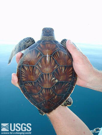 Juvenile green sea turtle